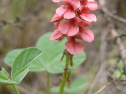 Indigofera dimidiata